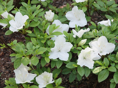 Azalea japonica 'Pleasant White' 